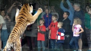 Tiger Attack! FYV