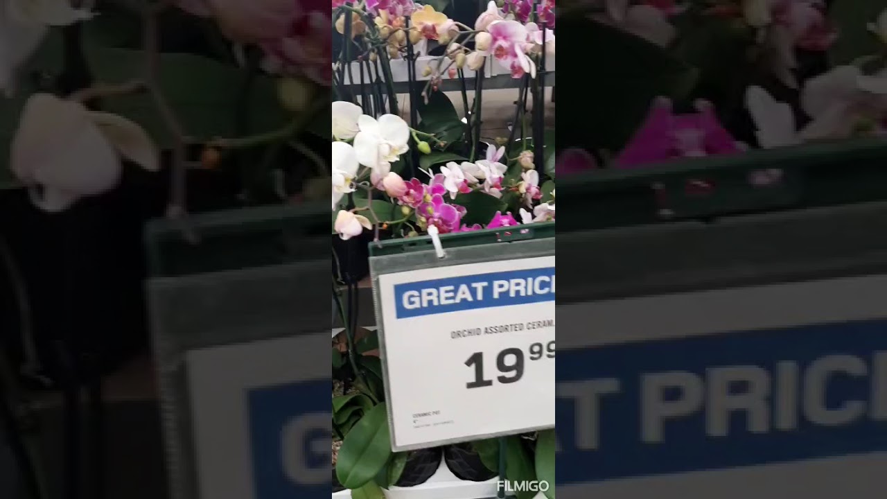 ORCHIDS ON SALE AT RONA CALGARY AB
