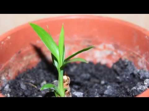 Videó: Dracaena: otthoni ápolás