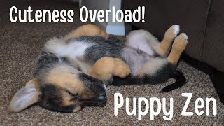 Cuteness Overload! Puppy Zen