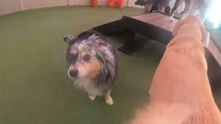 The Barking Dog 4 9 24 1 by The Barking Dog 27 views 9 days ago 6 minutes, 54 seconds