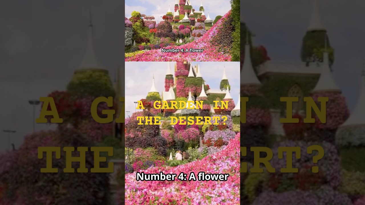 Can You Imagine a Desert Full of Flowers? Dubai Made It Real.