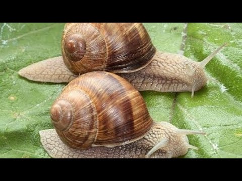 ლოკოკინების ჩაბარებას ვანახლებთ ახალი საბონუსე სისტემით.