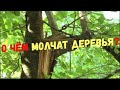 О чём молчат деревья? Старосенной сквер.