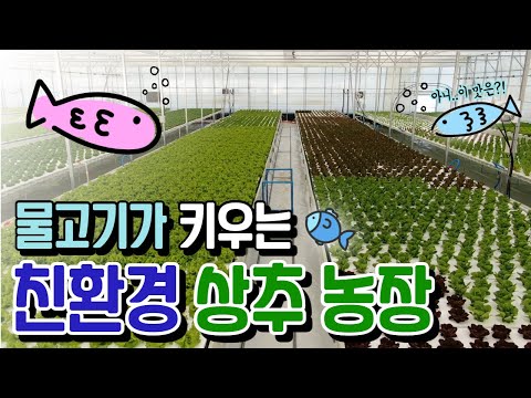 Lettuce Grown by Fish and Farmers! Visiting Aqua Smart Farm - Aquaponics! | Pocheon PD is in Town