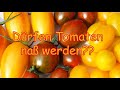 Tomatenanbau guide 20  drfen tomaten von oben na werden