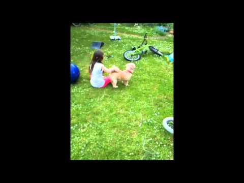 you kick my dog prank call you kick my dog prank call