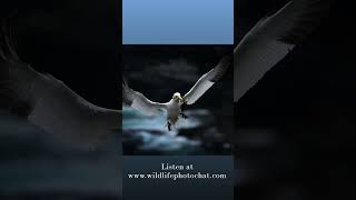 230: Wildlife Photo Chat Teaser #birdphotography #wildlifephotography #podcast
Listen to the full episode at www.wildlifephotochat.com
This week we wrap up our discussion about our second seabirds workshop in Newfoundland and talk all about the experience and the feedback we got from the guests who joined us. Also a big announcment about the weekly show with Brad, we are moving it YouTube so we can show and discuss photos in more depth! We hope many of you will join us on this new YouTube venture and our weekly show there! 230: Wildlife Photo Chat Teaser #birdphotography #wildlifephotography #podcast