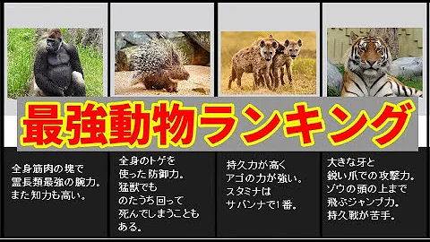 最強動物ランキング