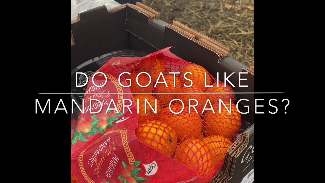 Do Goats Eat Oranges? YouTube
