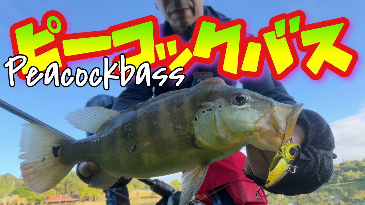 ピーコックバス釣り　ブラジル釣行　おかっぱり編