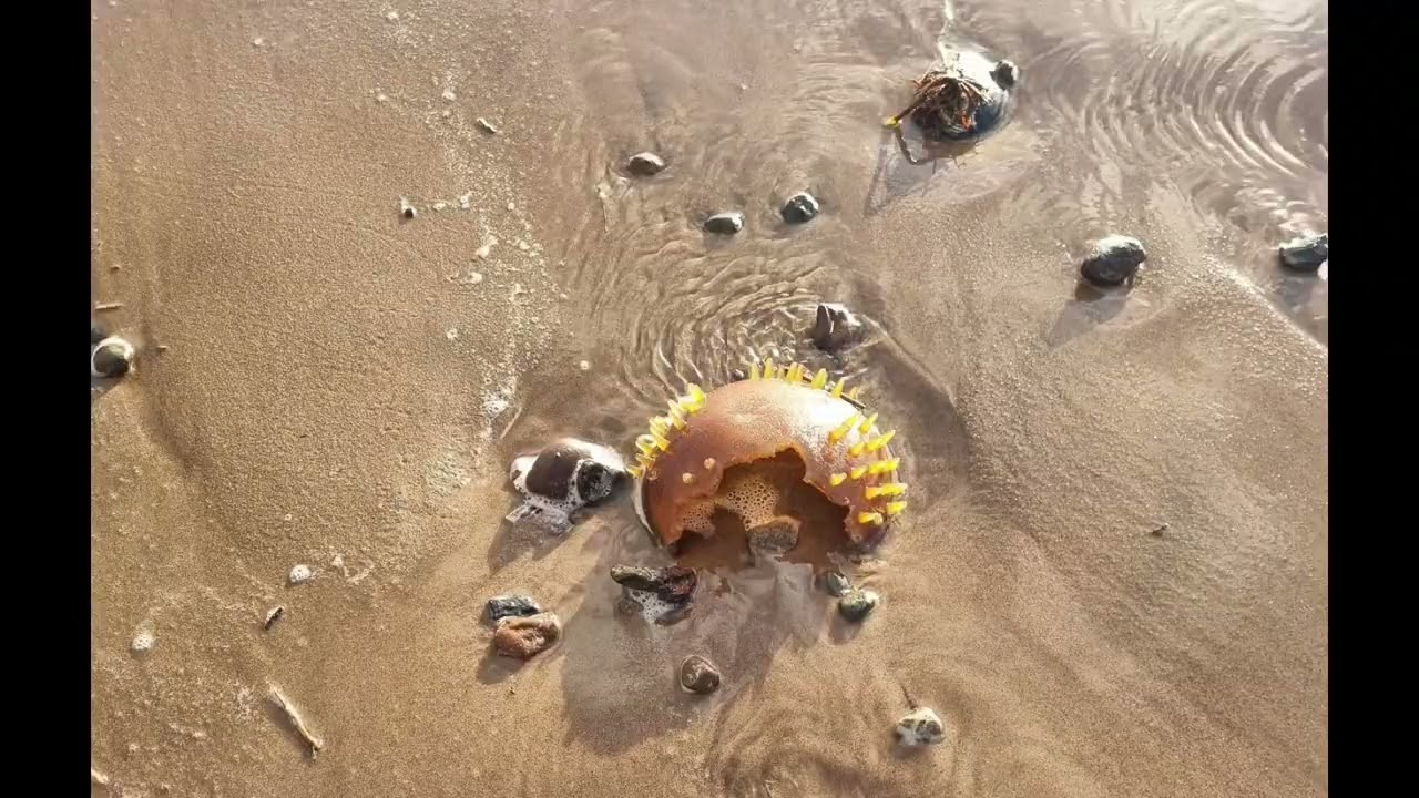 Elderbank Primary  Family Adventures Beach Park