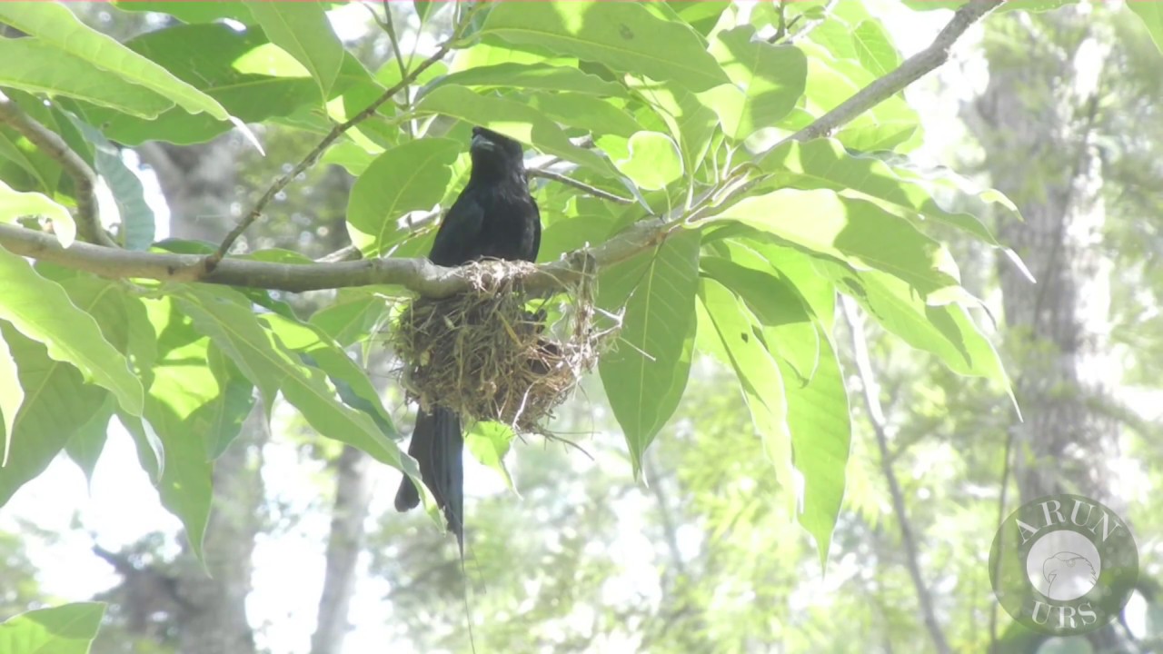 Greater Racket Tailed Drongo 
