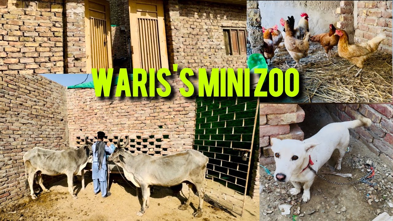 Waris's Mini Zoo 😊 waris ne banwaya mini zoo 🥰