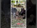 Sibling Love Two Adorable Kittens Share Their Meal #cat #cute #cutecat #straycatlove #kitten #cute
