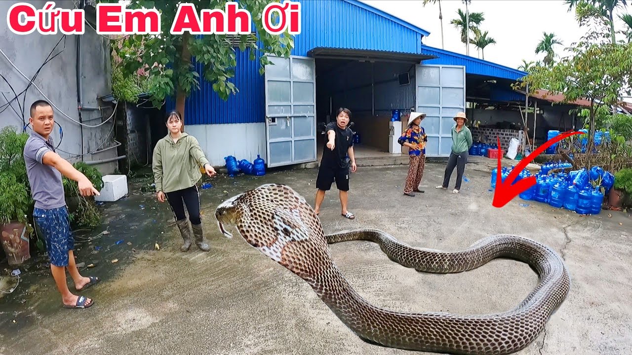 Cuộc Gọi Khẩn Cấp Của Hai Mẹ Con Khi Phát Hiện 2 Con Rắn Hổ Mang Bò Vào Chuồng Gà