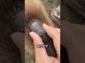 カピバラの鼻にあるコブ