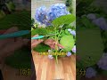 繡球花扦插很簡單#繡球花 #繡球花扦插 #養花小知識 #愛生活愛養花