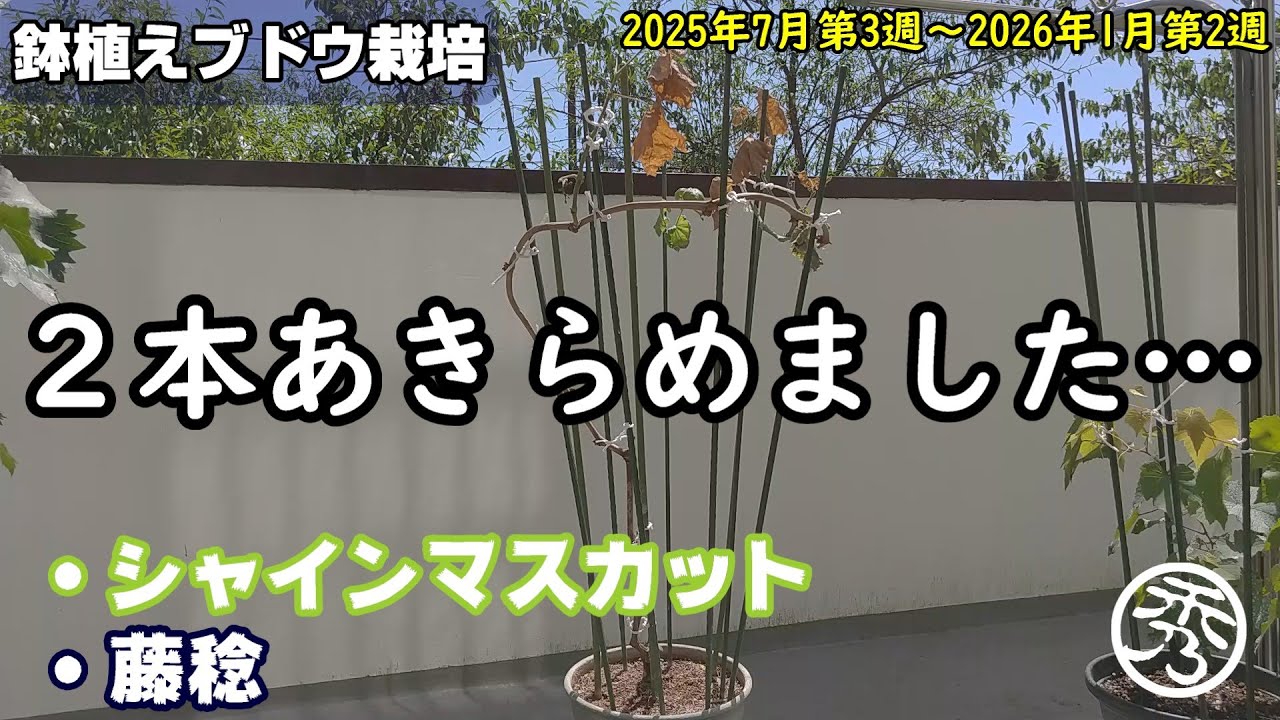 ブドウ苗木の購入は6月が良い理由 - YouTube