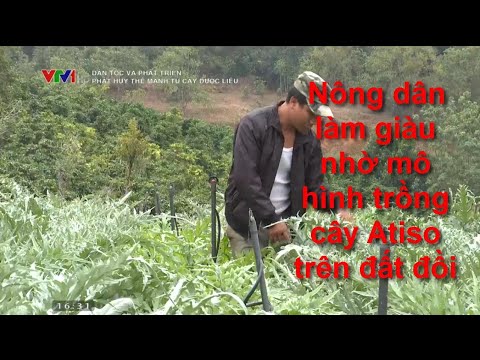 Video: Atiso Trung Quốc là gì: Trồng và chăm sóc Atiso Trung Quốc
