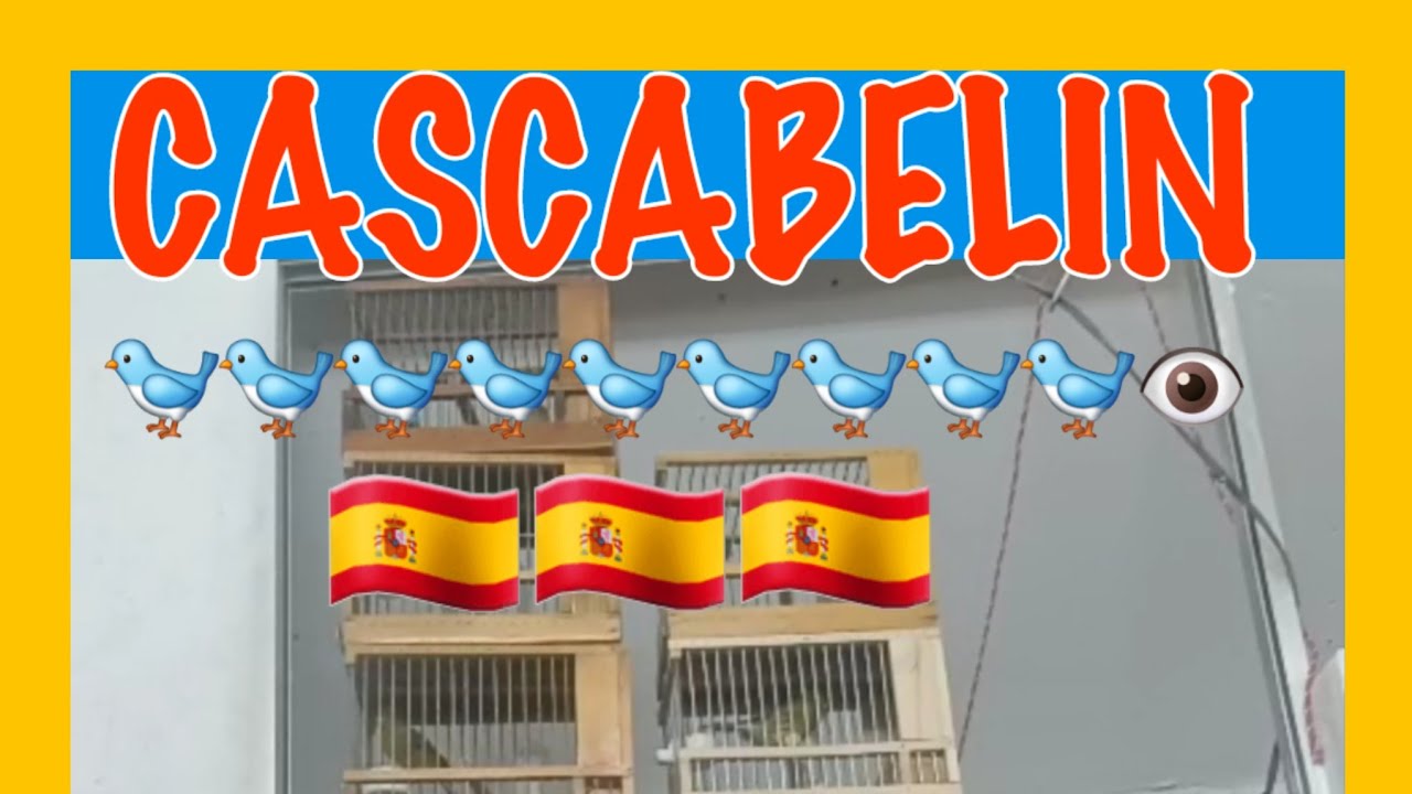 👉Cascabelin👈👂🇪🇦🐦