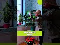 Haz las perforaciones de la Mostera perfectas  #jardineria #plantas #jardin #huerto