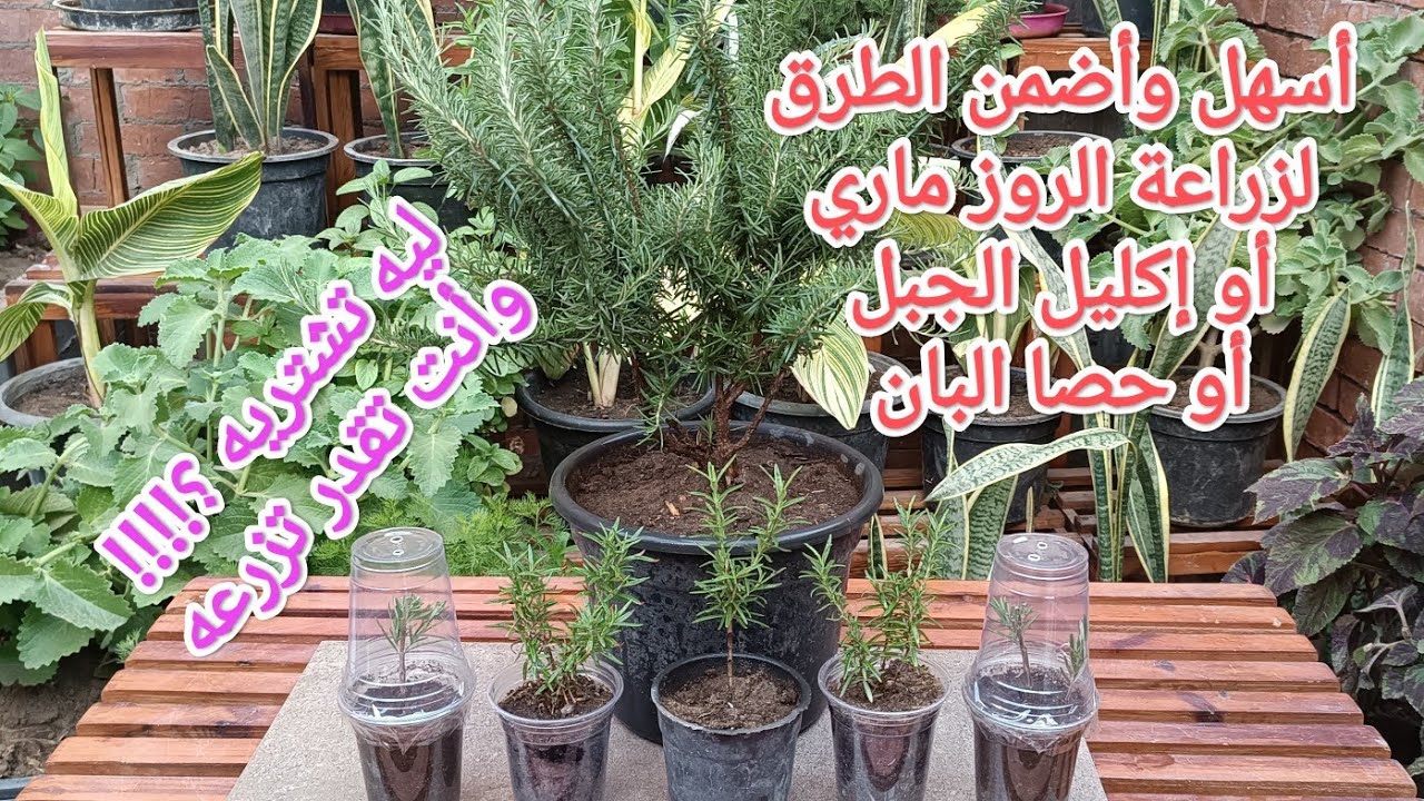 اسهل طريقة لزراعة الروز ماري أو إكليل الجبل أو حصا البان