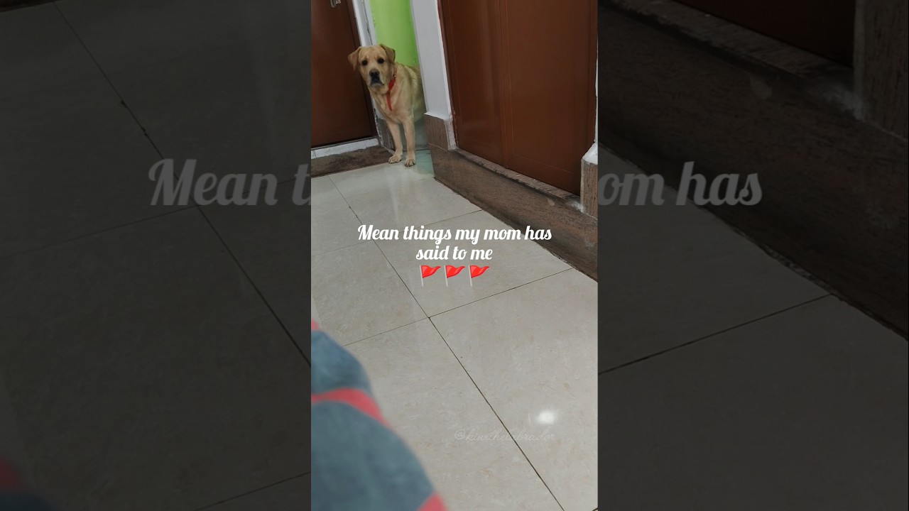 Labrador POV: When your Mom is mean to you  