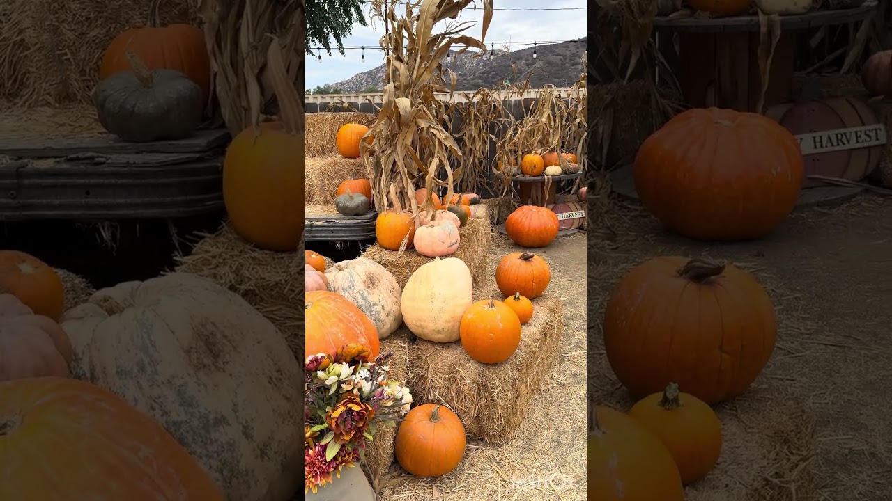 Oma's Family Farm | Pumpkin Patch | PART 2 |Virtual 4K Visit | HDR #autumn #halloween #foryou