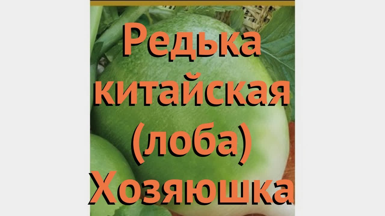 Редька китайская Хозяюшка (khozyayushka) 🌿 редька Хозяюшка обзор: как сажать семена редьки Хозяюшка