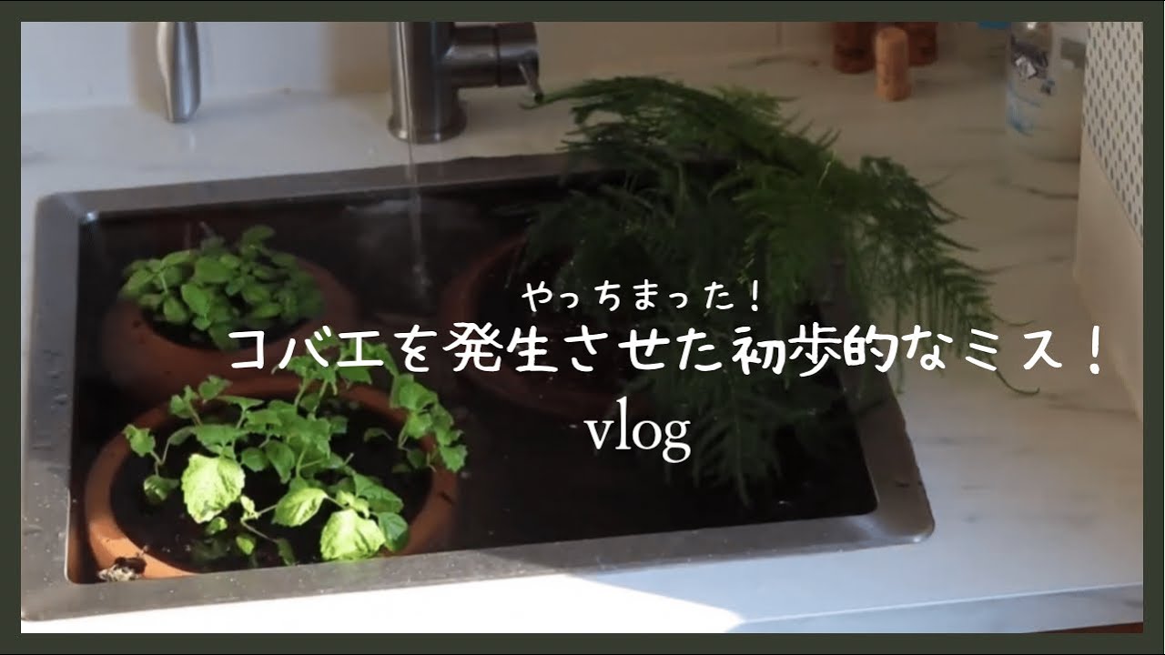 大量発生したコバエを減らすために鉢ごと水に沈めてみた Youtube