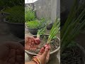 Quick way to grow onion..... 🧅🧅