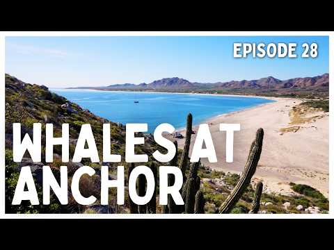 [Ep 28] Cruising Baja’s Wild Side | Whales, Reefs & Life at Anchor in Los Frailes
