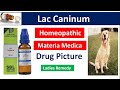 Lac Caninum Homeopathic Medicine | Drug Picture | Materia Medica #bhms