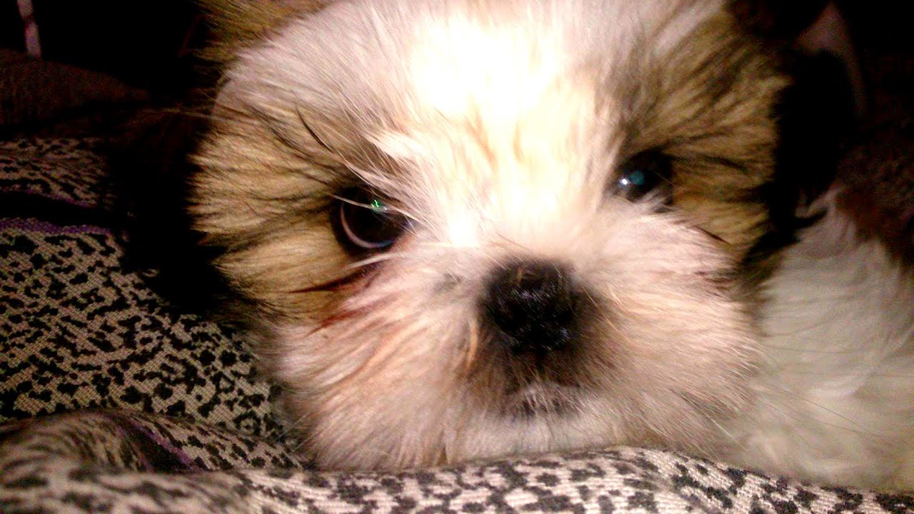 Shih tzu 2 months old met his father for the first time YouTube