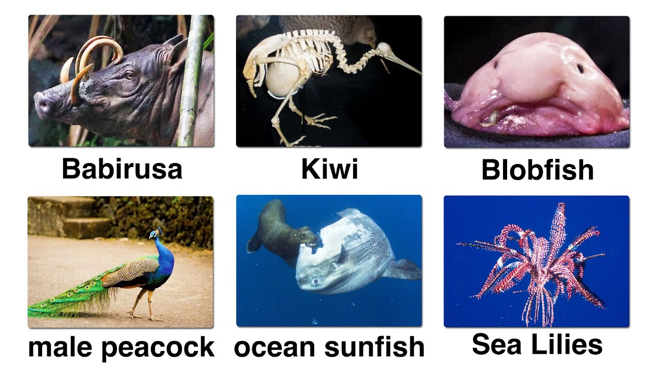 Объяснение всех животных, которых обманула эволюция