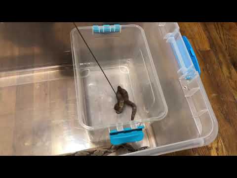 water moccasin vs cottonmouth Is it a Cottonmouth or a Copperhead? How to know!