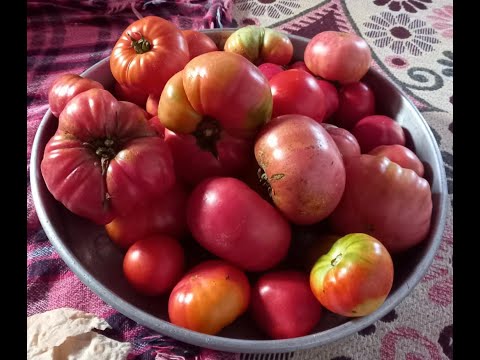 Domates tohumu ekimı nasıl yapılır. domates ekimi toprak hazırlığı