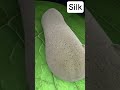 How is Silk Made