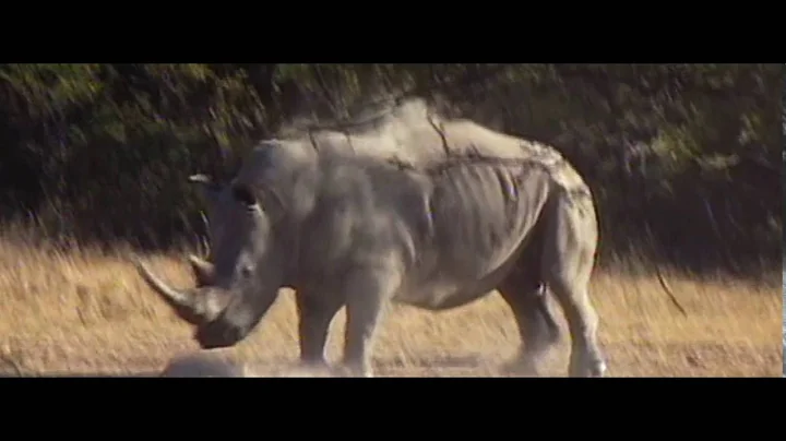 Stacey Holland: Poaching Steals from Us All