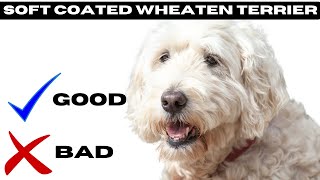 Soft coated wheaten terrier Top 10 Facts | Pros and Cons You Must Know