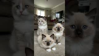 Fluffy Little Kittens Wandering Around Like Tiny Adventurers 🐱#animalshorts #cute #love