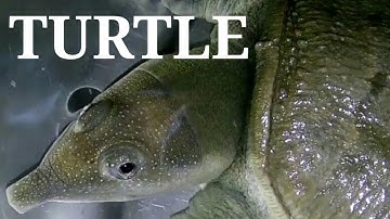 CHINESE SOFTSHELL TURTLE - my pet -- in time of feeding and walking exercise