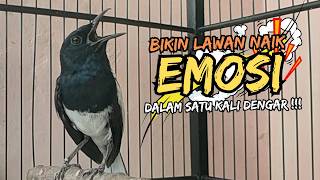Suara Burung Kacer Bikin Lawan Emosi Gacor, Pancingan Kacer Agar Cepat Emosi Gacor