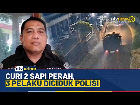 Nekat Curi Sapi Perah, 3 Pelaku Ditangkap Polisi Sebelum Dijual ke Penadah Hewan Curian | NTV CRIME