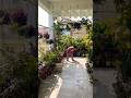#gardening #balconygarden #balconydecor #plants #gardeningtips #gardeningideas #homegarden #shorts