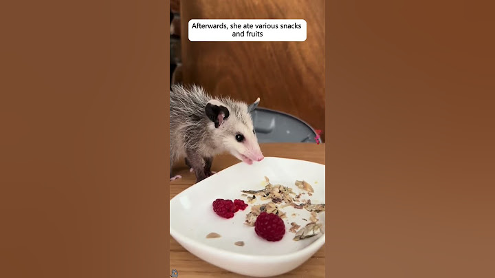 This family rescued the opossum from the aggressive dog, and then