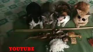 Viral !! Khutbah PASUKAN KUCING sebelum makan siang