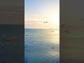 Golden Hour Ocean 🌊✨ Birds, Waves &amp; Piano #shortvideo