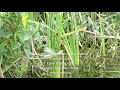 Spotted Crake, Baillon&#39;s Crake &amp; Ruddy-Breasted Crake